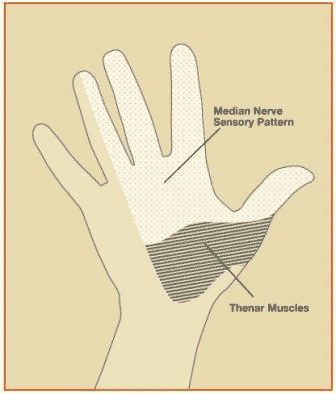 Diagram of Median Nerve Function in the Hand